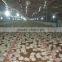 Chinese company for poultry farming equipment