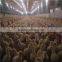 Steel Structure Design Poultry Farming Shed Machinery Equipment Feeder/Drinker/Fan/Cooling Pad/Controller for Chicken House Coop