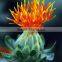 Safflower Essence Oil Bulk