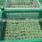 White PVC Pine Needles for Artificial Christmas Tree