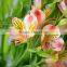 Gift hotsell alstroemeria flowers