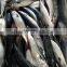 Whole Round Frozen Pacific Mackerel Prices