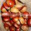 2015 new crop Tai an chestnut for export