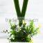 Latest Beautiful original table decoration mini plant mini potted plants