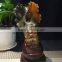 Natural snail fossil ammonite fossils for gifts and decoration