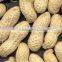 All kinds of large type peanut kernels