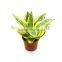Golden Sansevieria