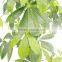 nearly nature artificial Pachira tree