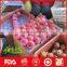 best price red fuji apple exporter in China