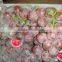 Fresh seeded grapes fruits with reasonable price