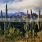Carnegiea gigantea Britton et Rose, Saguaro, pot plants, bonsais