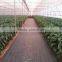 PP agricultrual anti weed mat