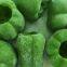 Frozen Green sweet  pepper whole
