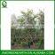 Bauhinia blakeana diameter 6-8cm (2)