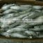 Frozen Seafood sardine factory Fish To Supply