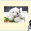 Beautiful bright pet card cheap wholesale