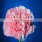 Wholesale Carnation Stem Various Colors Decorative Pink Carnation Flowers