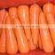 Fresh Carrot Supplier