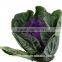 2016 wholesale high quality purple peony cut flowers
