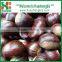 Hot Selling fresh chestnuts - Organic and best Chinese chestnuts