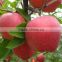 2016 Fresh red star apples with high quality for sale Chinese fresh red star apples factory
