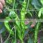 Screw pepper Seeds chinese vegetable seeds for growing-US-hyun No.1