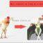 Thicker pedestal Stainless steel poultry hair removal machine