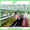 Professional Greenhouse Project commercial hydroponic systems