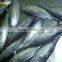 Sarda chiliensis - Eastern Pacific bonito 1000g+