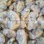 Frozen shellfish and boiled mussel meat in season