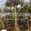 Pandanus Utilis high 4-5m landscaping tree