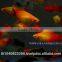 Platy Fish Farm For Sale / Ornamental Fish Exporter