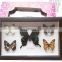 Butterfly framed 15*25cm butterfly specimens frame