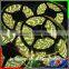 Smd Led Strip 5050 multicolor rgb LED strip light with waterproof IP20 65 67