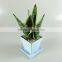 Suitable for garden beautification or potted sansevieria plants