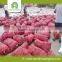 China origin red onions price 2015