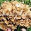 Top Quality Maitake Extract with 40% Polysaccharide from GMP Factory
