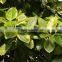 Ficus Elastica Roxb.'Schryver Iana' Tree