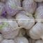Garlic Importer