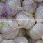 Sell 2016 Crop Fresh garlic - Spicy - Best price