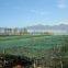 UV Agricultural Anti-hail Net/Anti-wind net/Anti Hailnets(45g-120g)