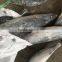 seafrozen sarda sarda 1.5kg +
