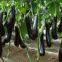 High Germination Turkey Production Eggplant Seeds Long Aubergine Seeds No.87