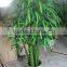 Real Trunk Bamboo Tree