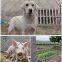 Hot-dip galvanized steel wire mesh, animal fence