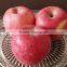 2015 New Year Fresh Fuji Apple biggest exporter chinese fresh fruit red apple Fuji