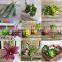 woodland wedding & garden accessories fake Sedum Hanging Stonecrop Green artificial mini succulents wholesale