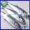 Frozen Seafood Scomberomorus Niphonius Spanish Mackerel 700-800g