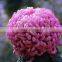 Chrysanthemum