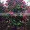 Bougainvillea spectabilis